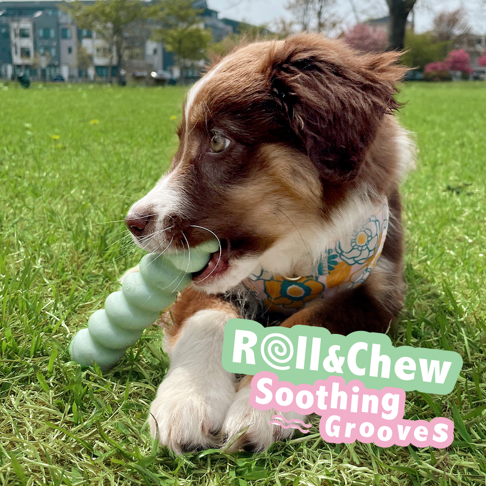 Dog chewing on puppy tactile chew.