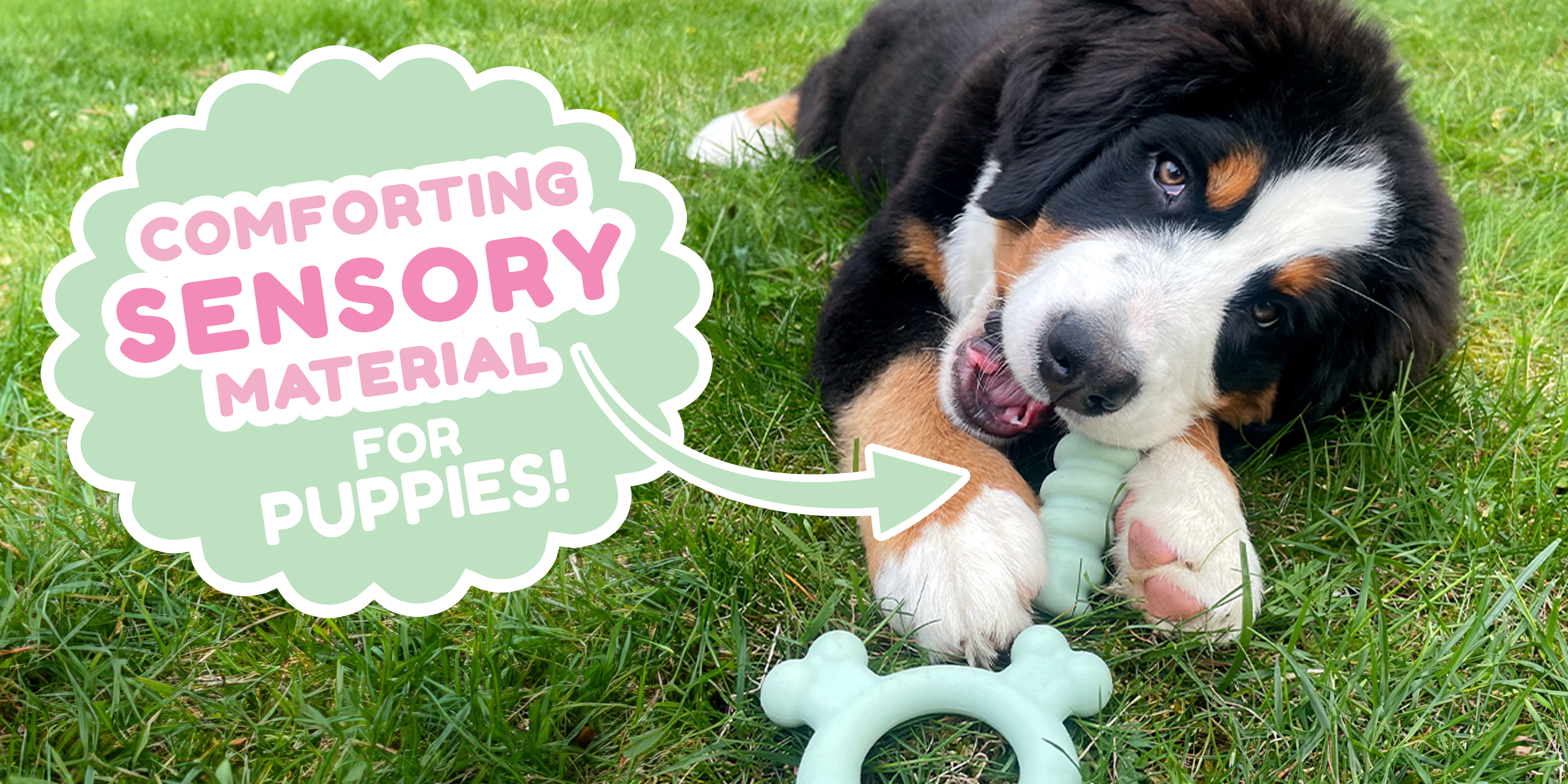 Puppy chewing on puppy tactile chew.