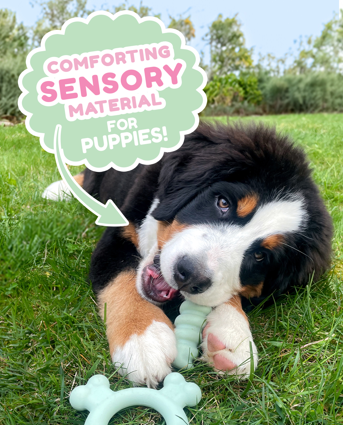 Puppy chewing on puppy tactile chew.