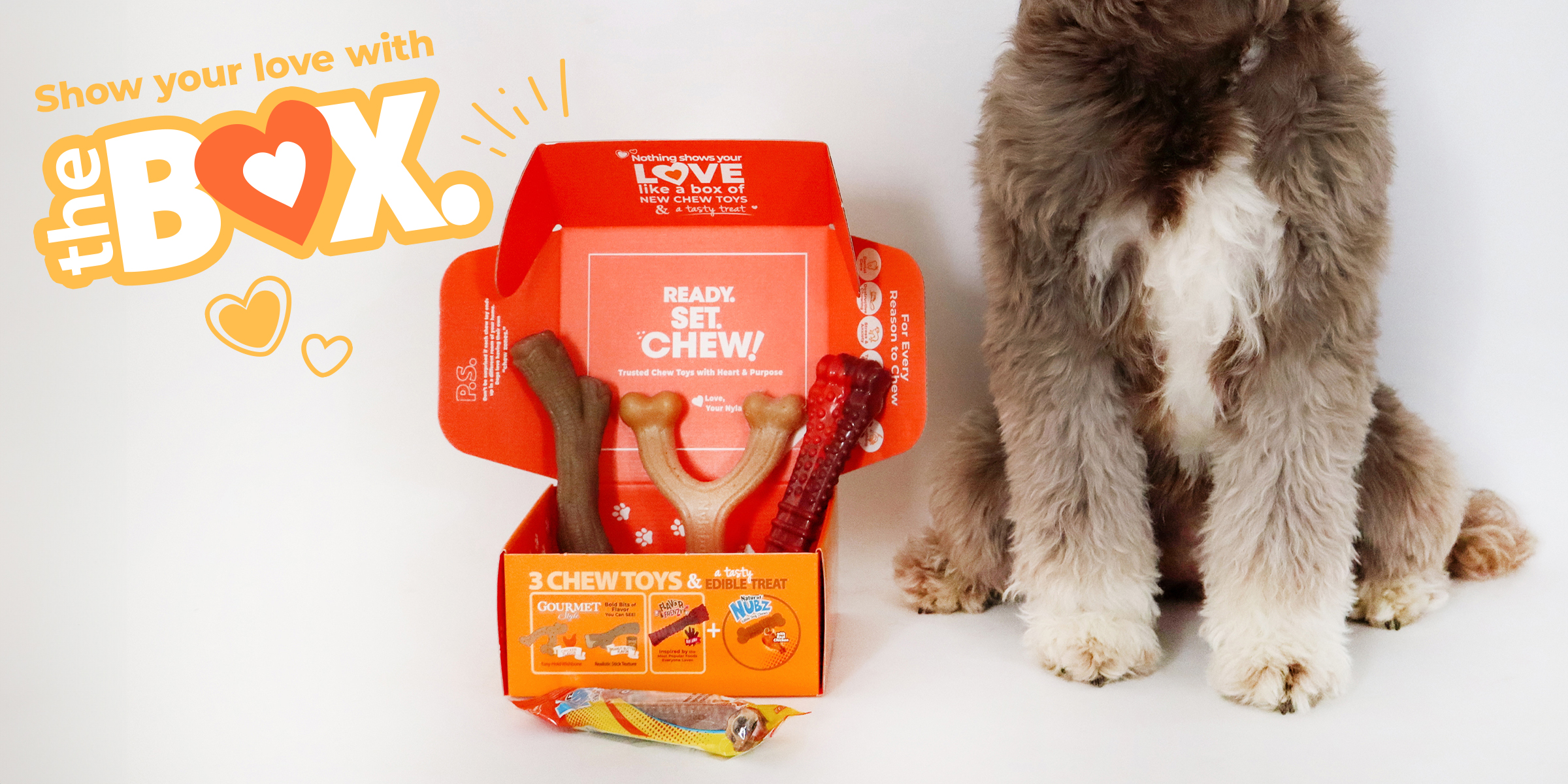 Dog sitting next to Nylabone The Box dog gift box