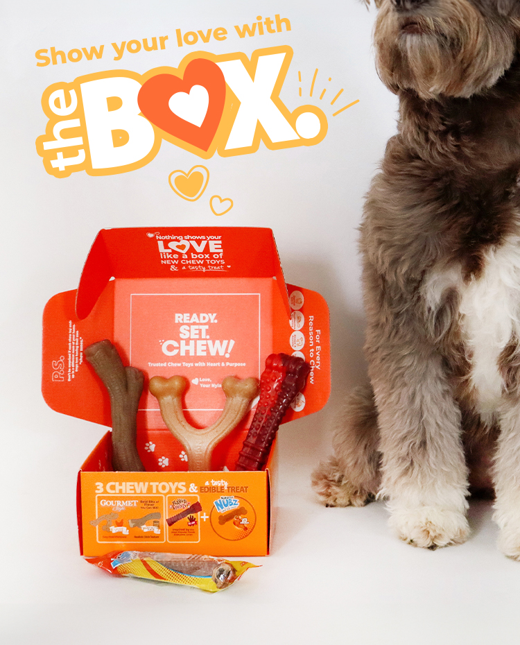 Dog sitting next to Nylabone The Box dog gift box