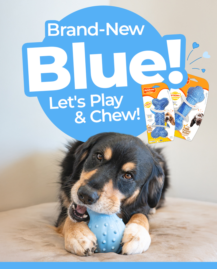 brand new blue lets play & chew