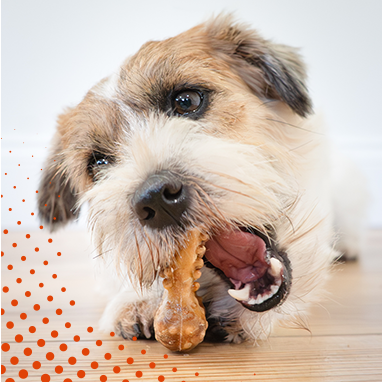 Small scruffy terrier mix chewing a Nubz dog treat on a light wooden surface.