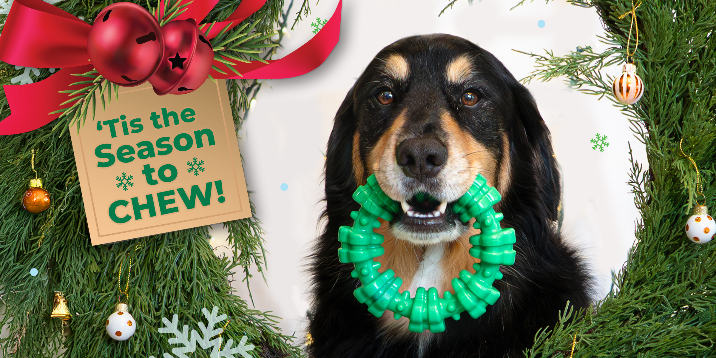 New holiday chew toys announcement from Nylabone, featuring a dog chewing the new Nylabone Holiday Power Chew Textured Dental Bone chew toy.