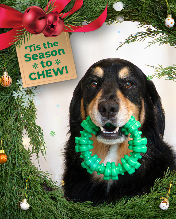 New holiday chew toys announcement from Nylabone, featuring a dog chewing the new Nylabone Holiday Power Chew Textured Dental Bone chew toy.