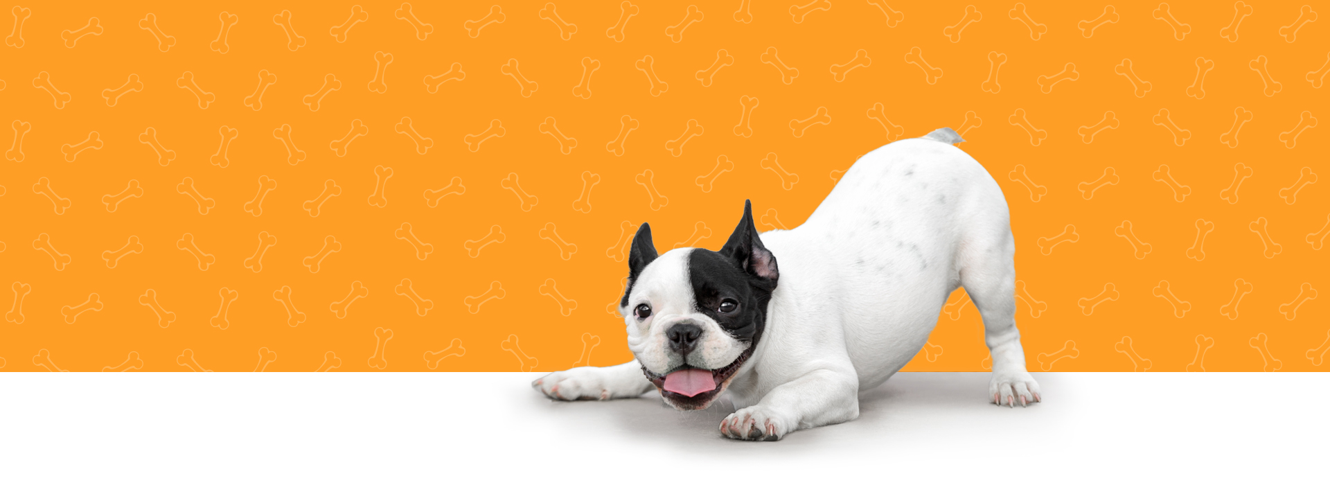 Hero banner with dog and orange background.