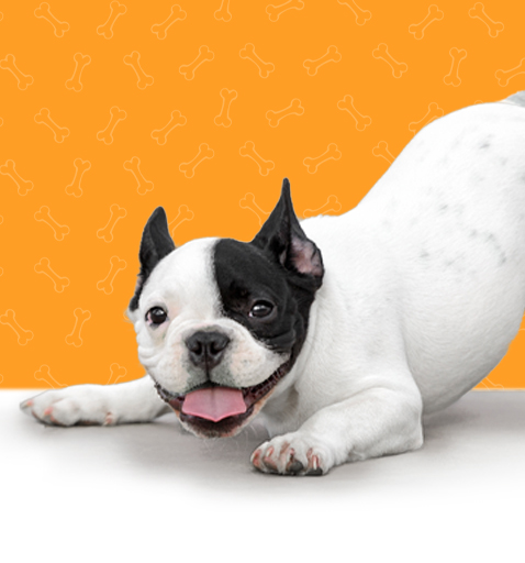 Hero banner with dog and orange background.