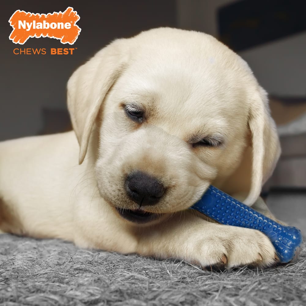 Lifestyle image of Nylabone Puppy Starter Kit