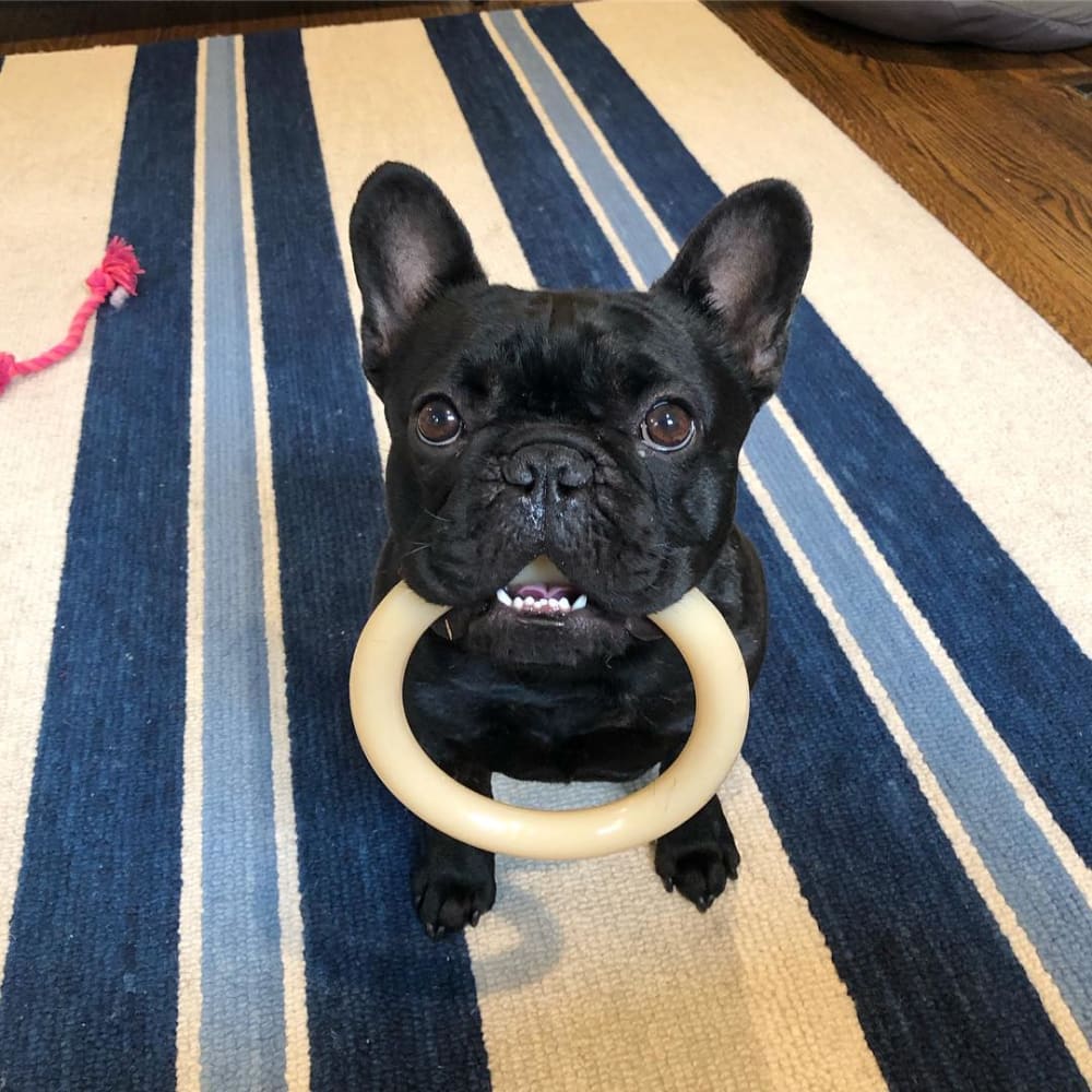 french bulldog with power chew ring in mouth