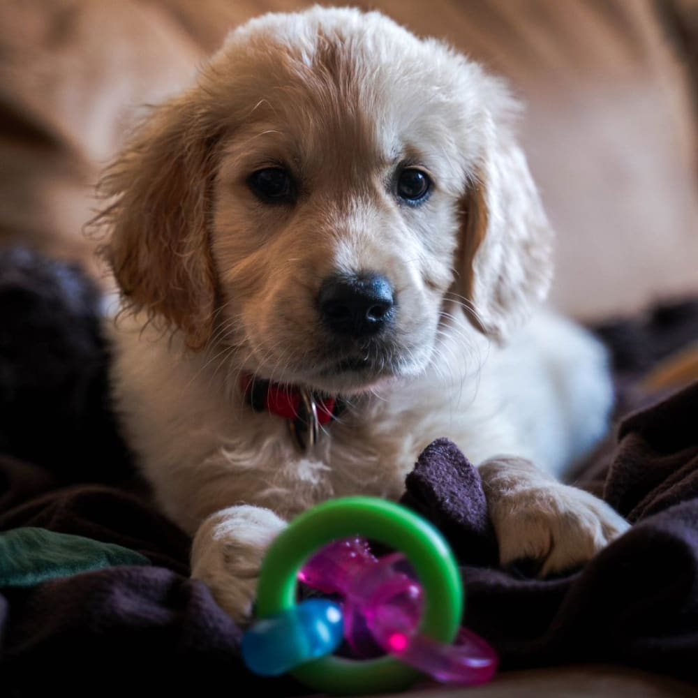 puppy with puppy teething toy