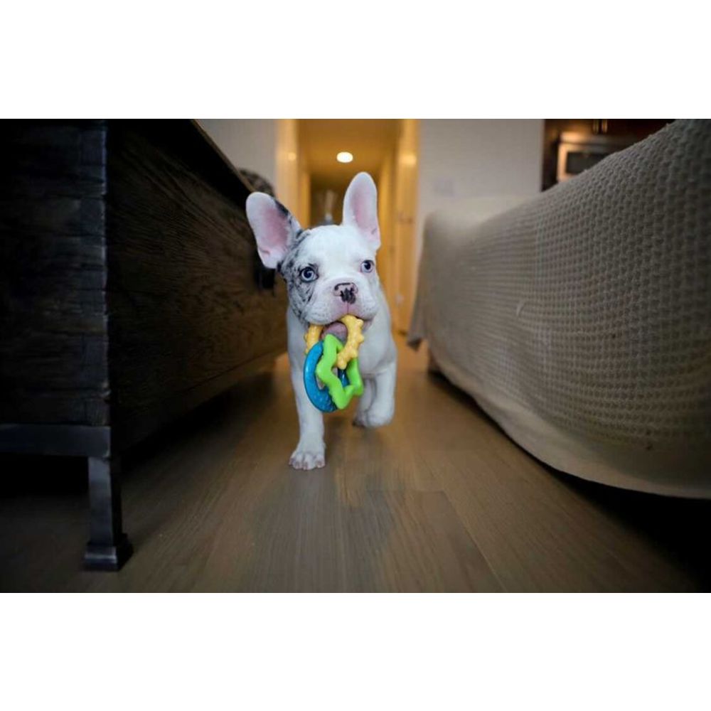 puppy with teething rings