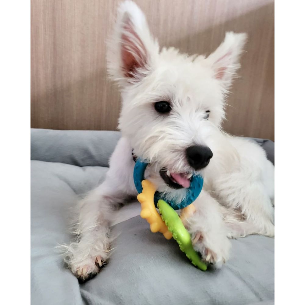 west highland white terrier biting on teething rings