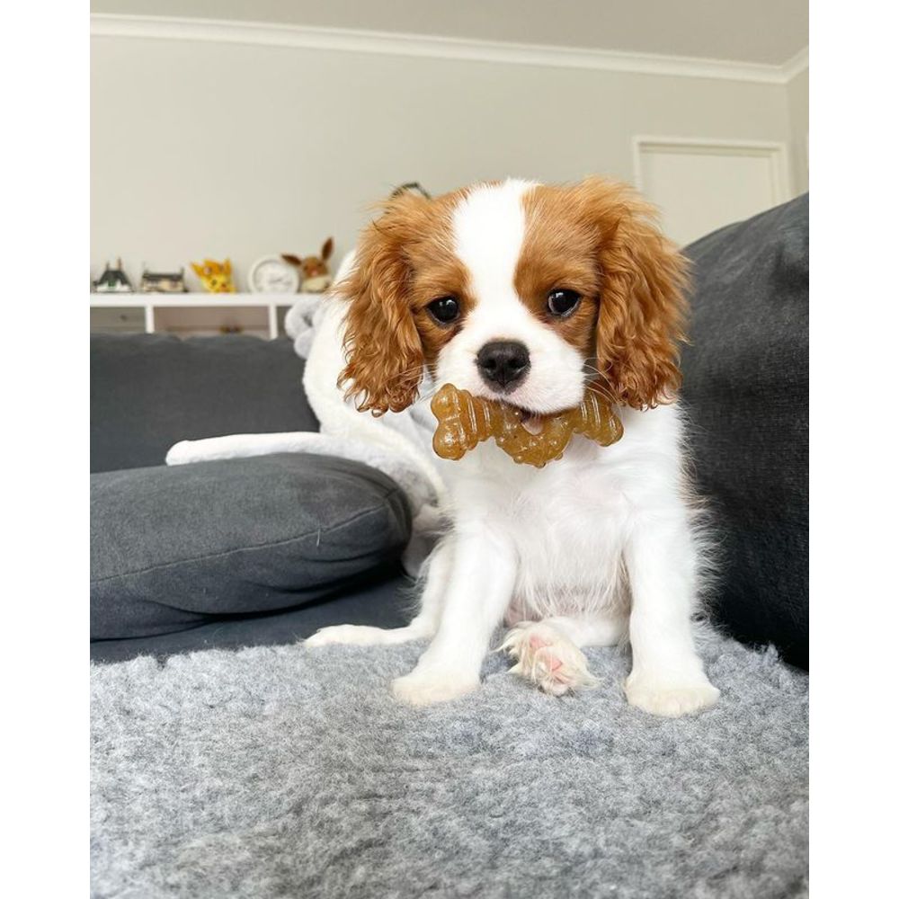 Nylabone just for puppies ring bone top