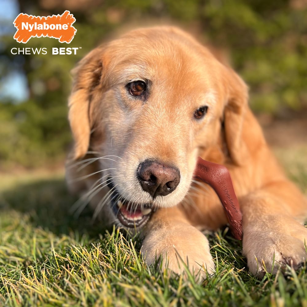 Nylabone alternative best sale