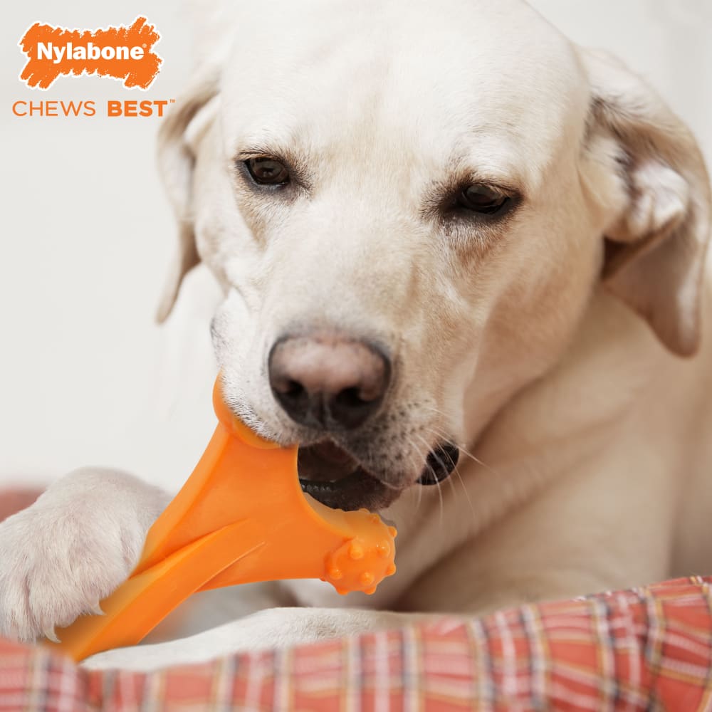 018214831853-nylabone-power-chew-durachew-axis-bone-dog-chew-toy-lifestyle