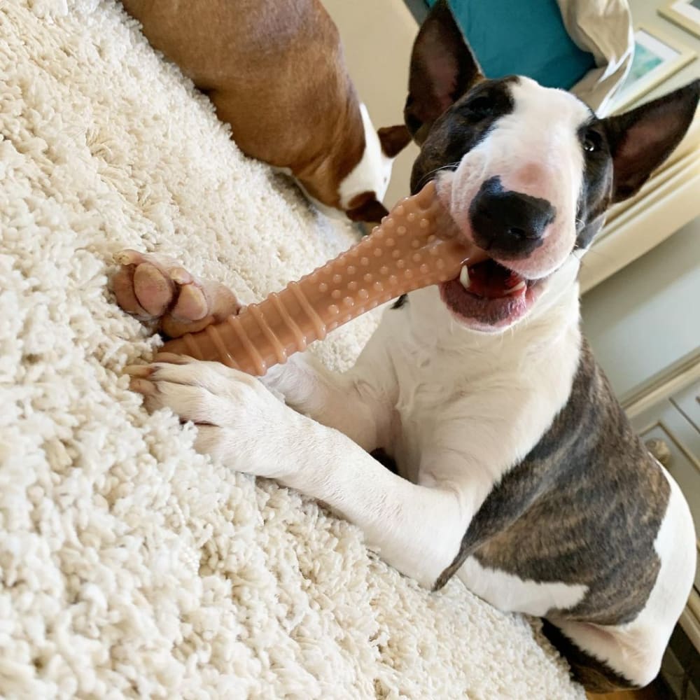 dog chewing on souper