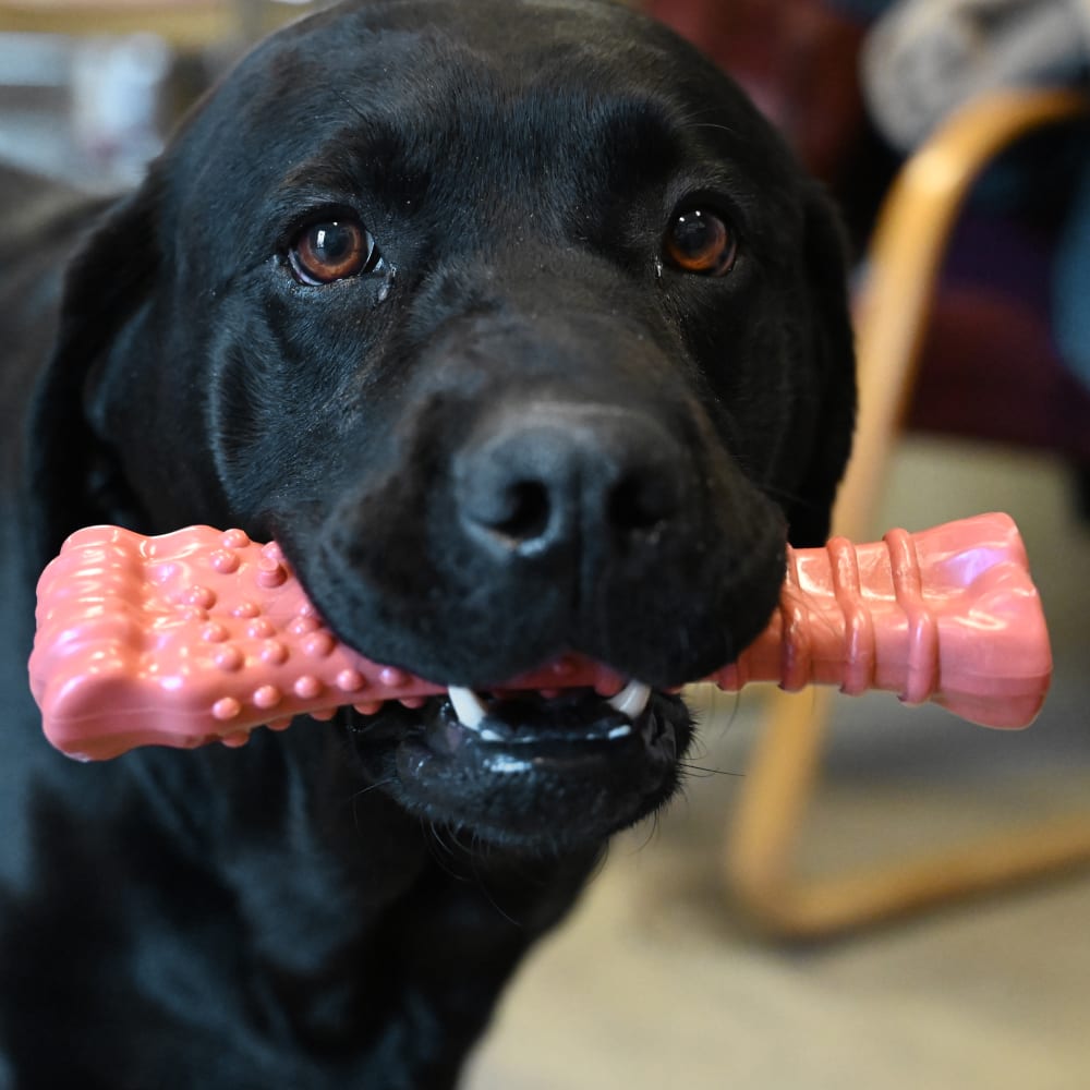 Power Chew Textured Knuckle Bone | Nylabone