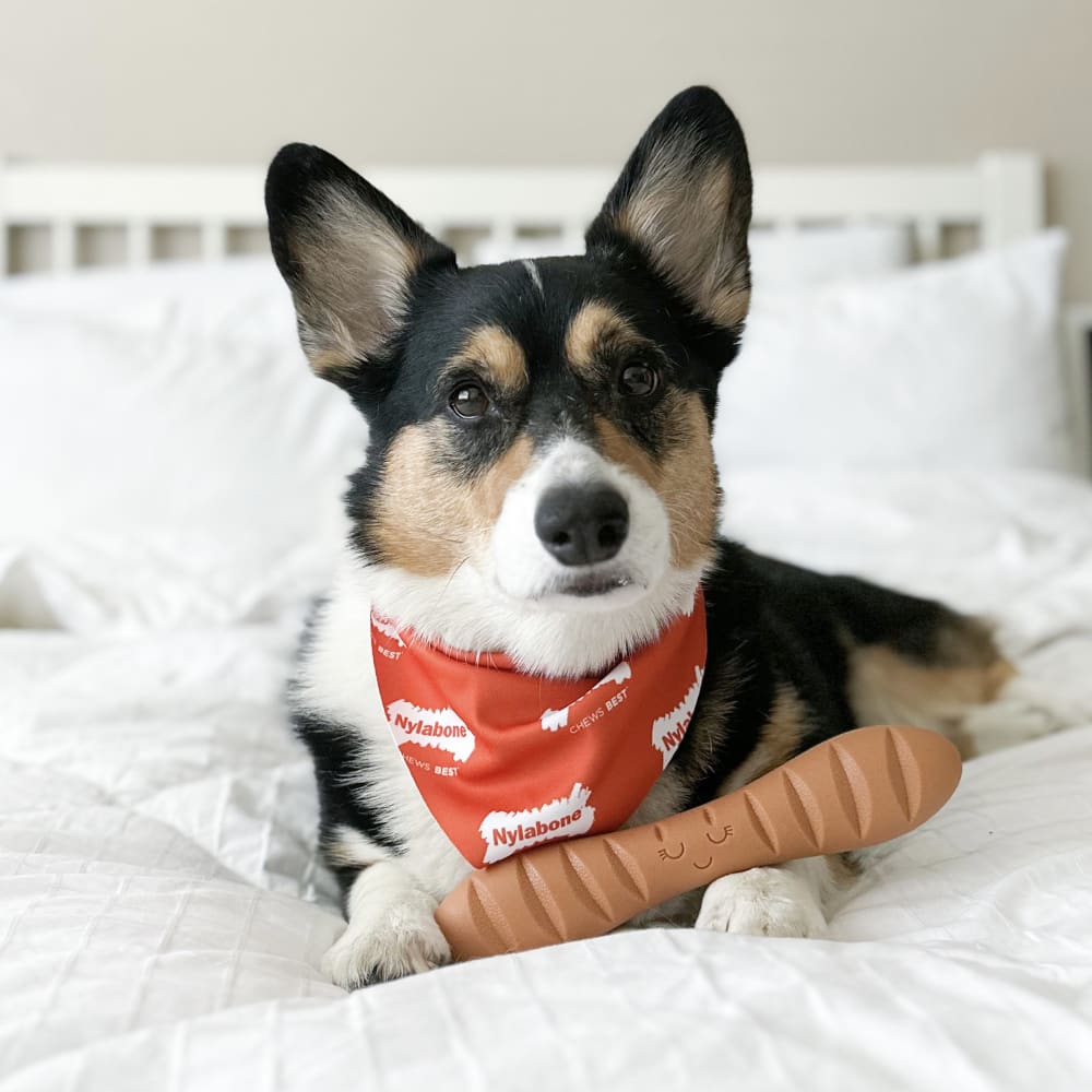 weslythecorgi-2-28-23-nylabone-influencer-full-rights-i
