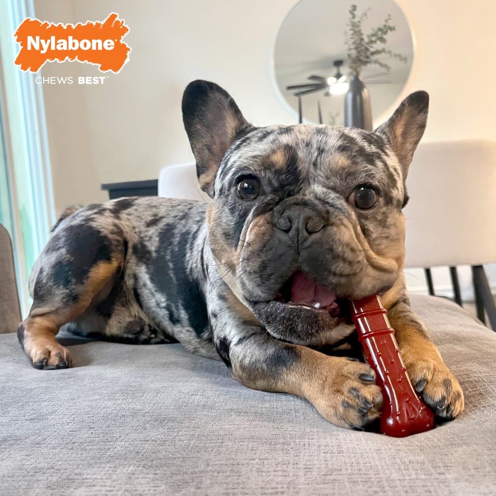 Lifestyle image of Nylabone Bastedbone Wolf Branded