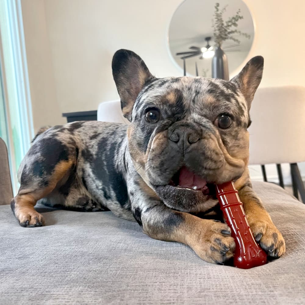 Dog with Nylabone Bastedbone Wolf