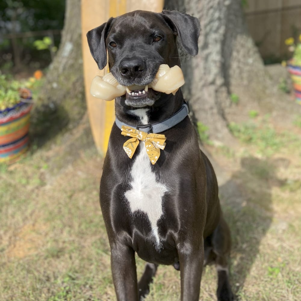 Black dog holding a chew bone in its mouth.