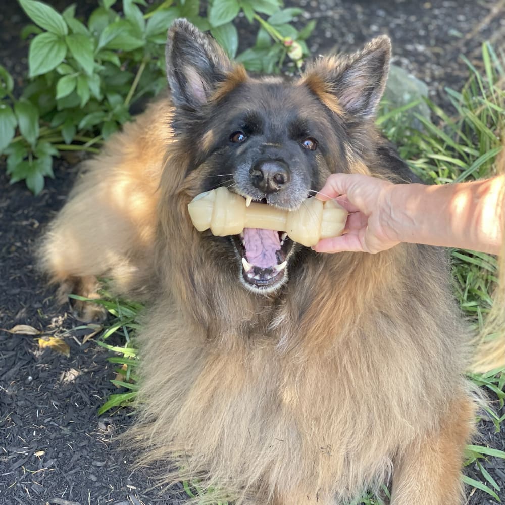 Dog being given a white chew bone.