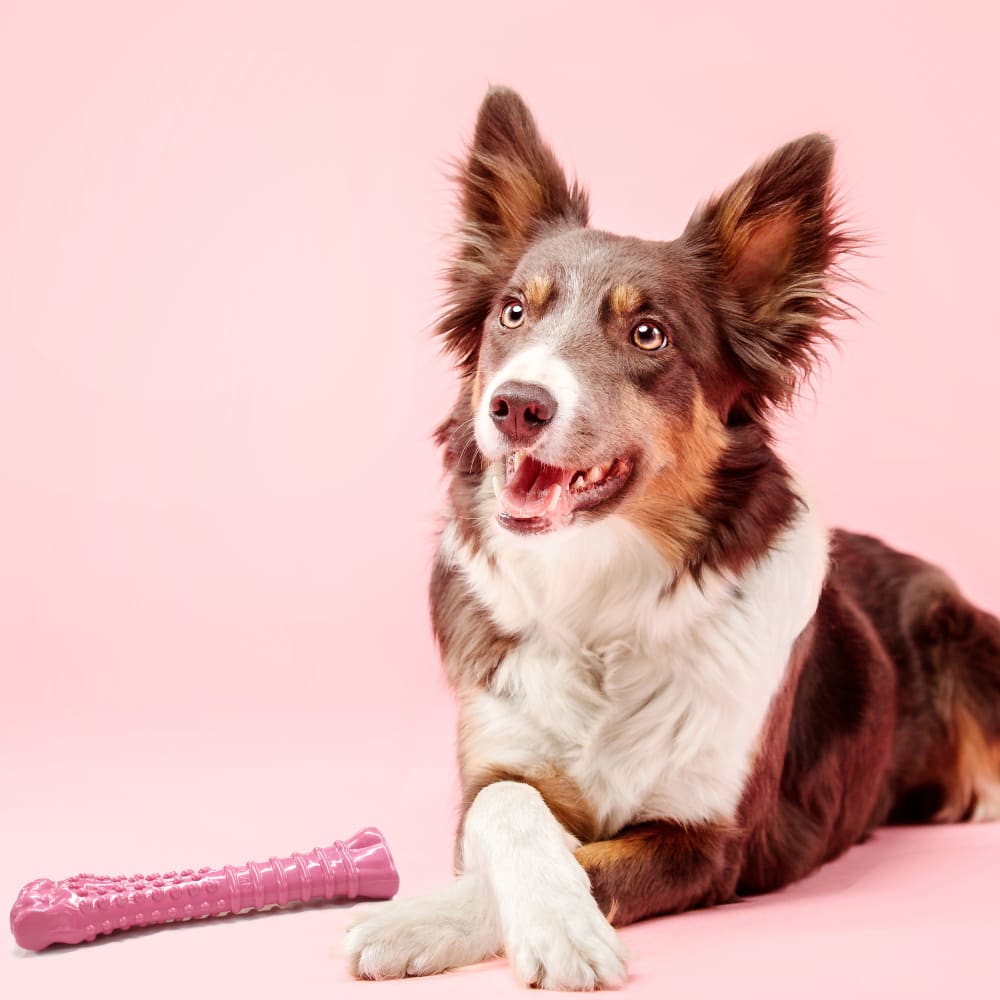 018214849704-nylabone-breast-cancer-awareness-pink-bone-other-images-dogpink-lifestyle-bkgd