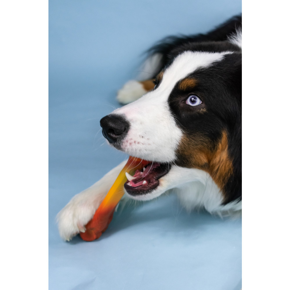 australian shepherd chewing big bacon & cheese flavor souper