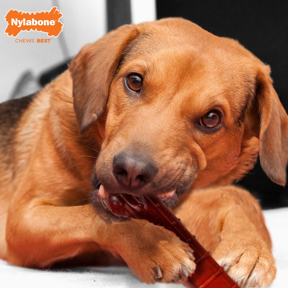 018214849360-beefjerkyandrealchicken-medium-toy-lifestyle