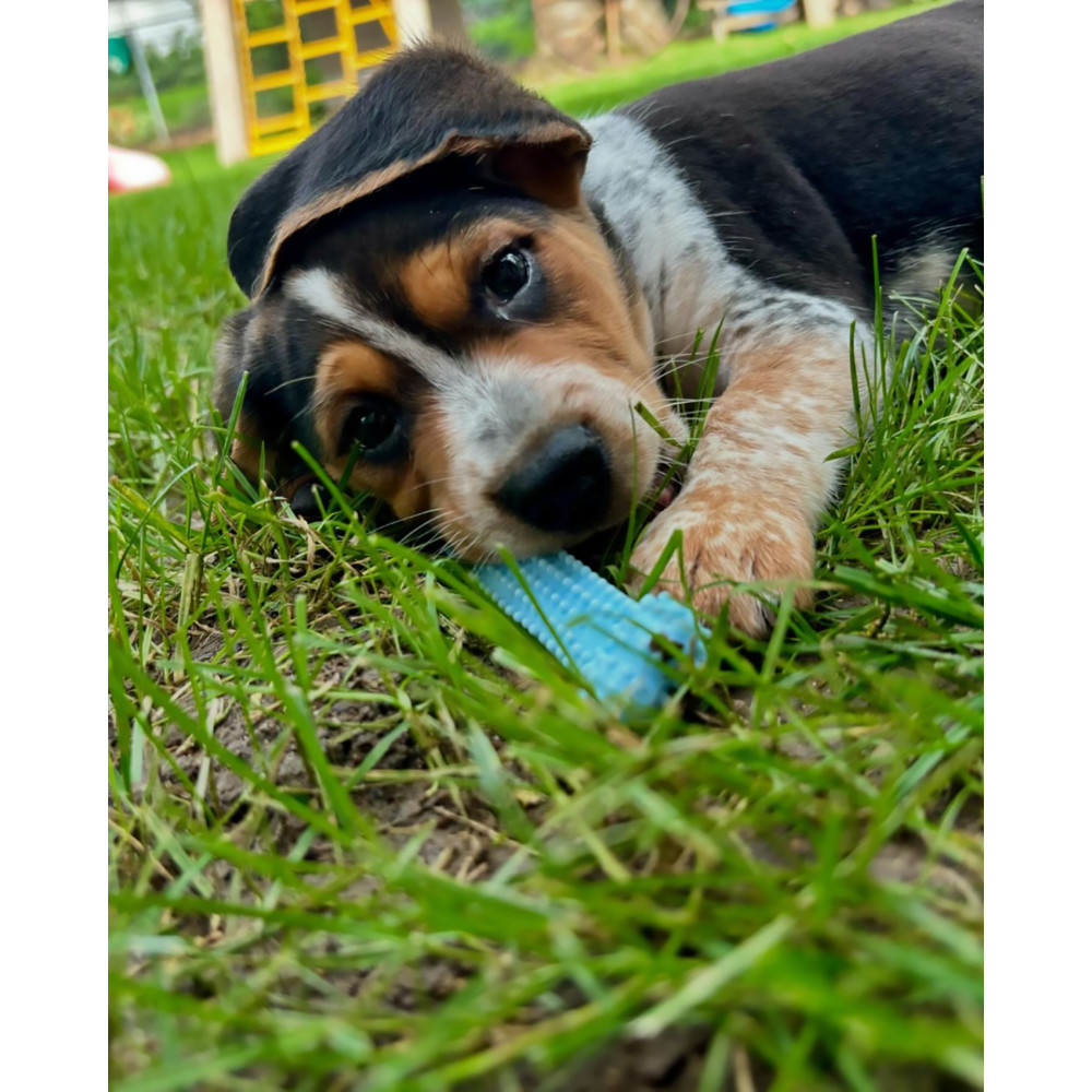 a-bigdill-7-31-2024-nylabone-user-generated-content-full-rights-a