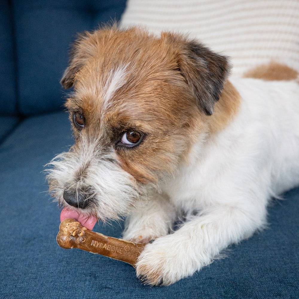 Healthy Edibles Turkey & Apple Chew Treats | Nylabone