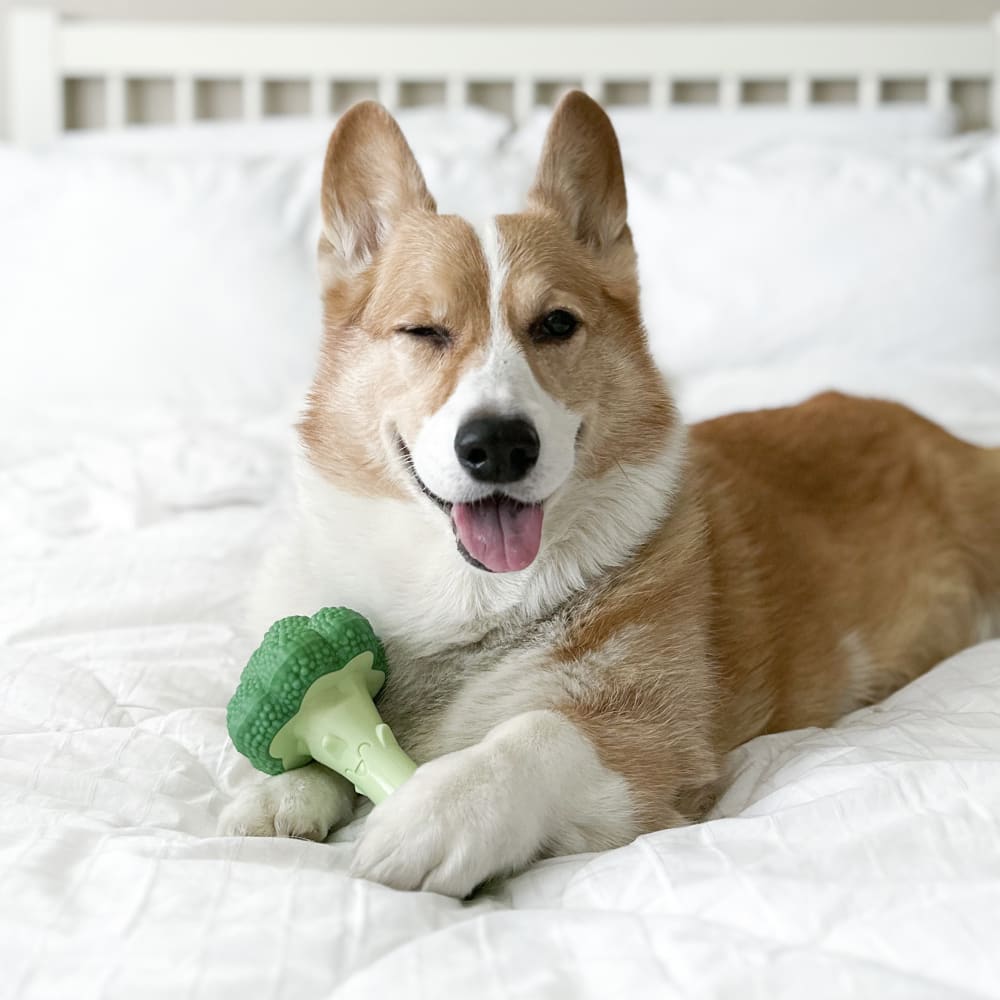 weslythecorgi-2-28-23-nylabone-influencer-full-rights-b