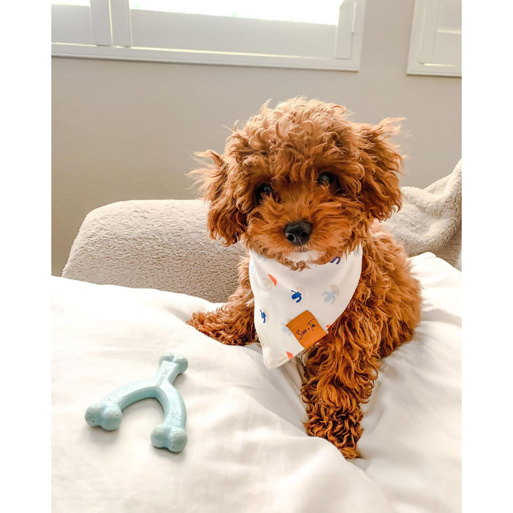 brooks-cavapoo-7-21-2022-nylabone-ugc-full-rights-a