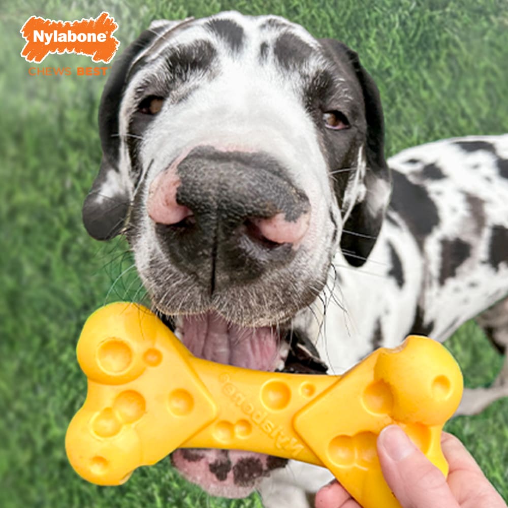 Cheese Dog Toy lifestyle