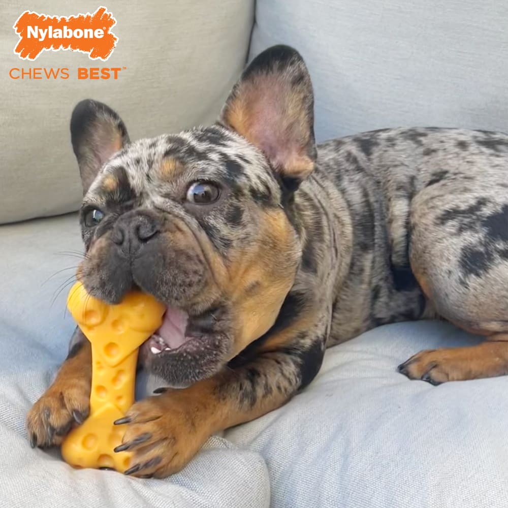 Power Chew Cheese Dog Toy Nylabone
