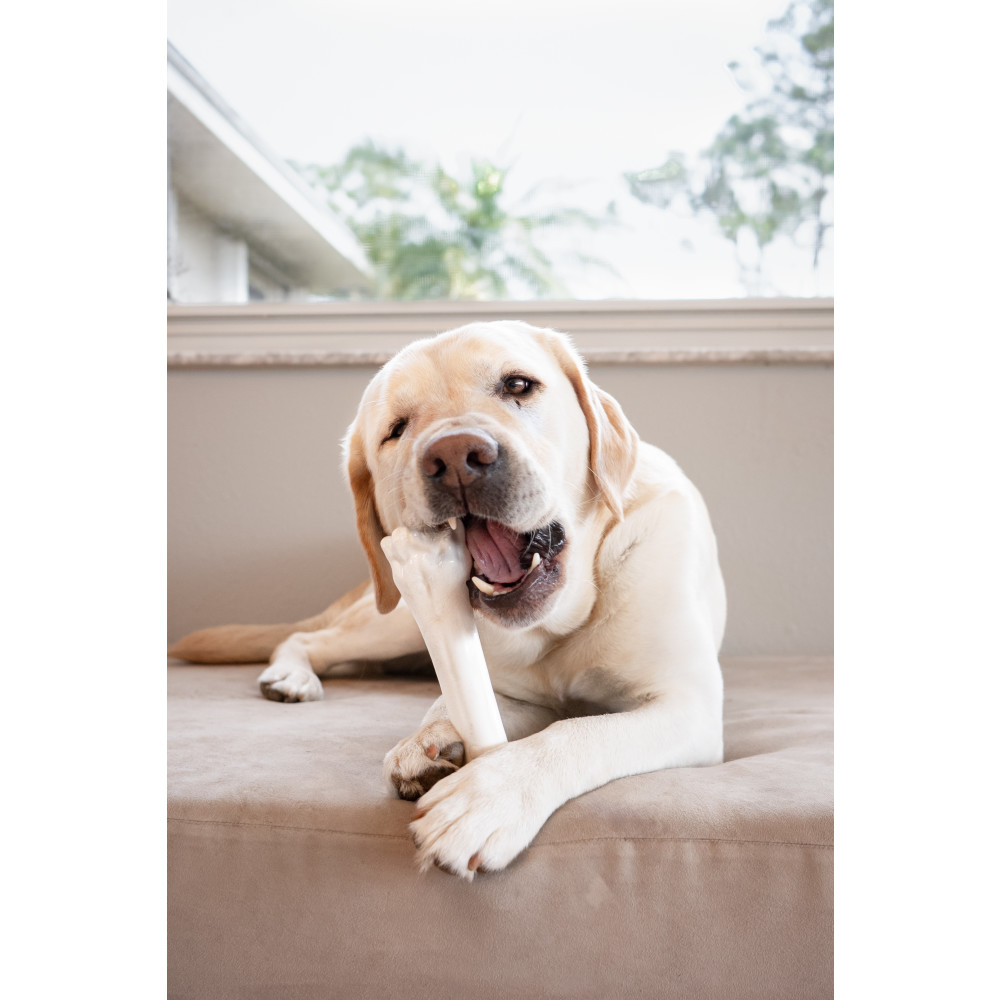 Power Chew Knuckle Bone | Nylabone