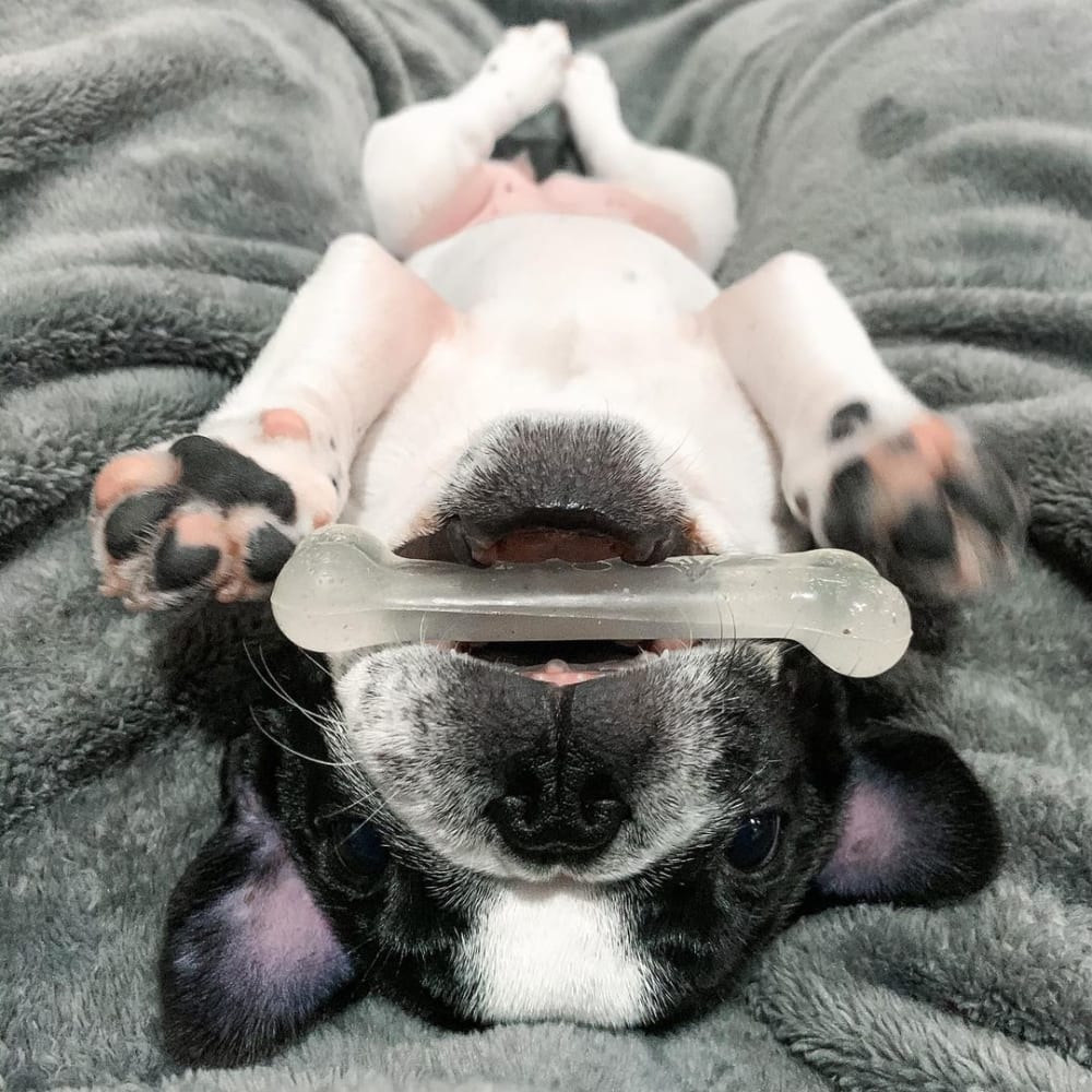 dog on back with chew toy in mouth
