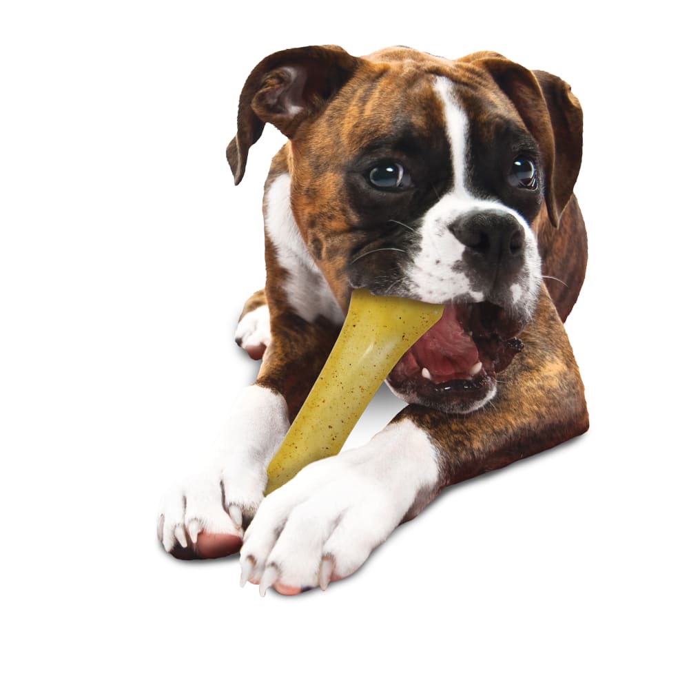 018214778196-nylabone-chicken-flex-moderate-chew-dog-toy-lifestyle