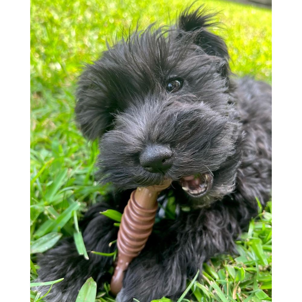 mini schnauzer with chew toy