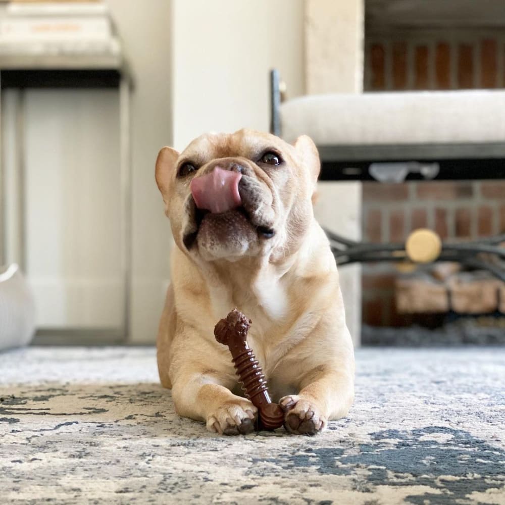 dog licking lips with chew toy between paws