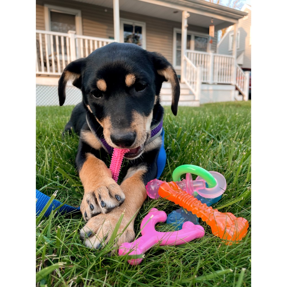 puppy with amazon puppy bundle