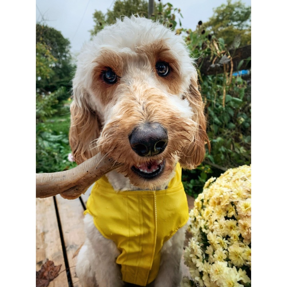 Dog wearing a yellow vest, holding a chew toy in its mouth.