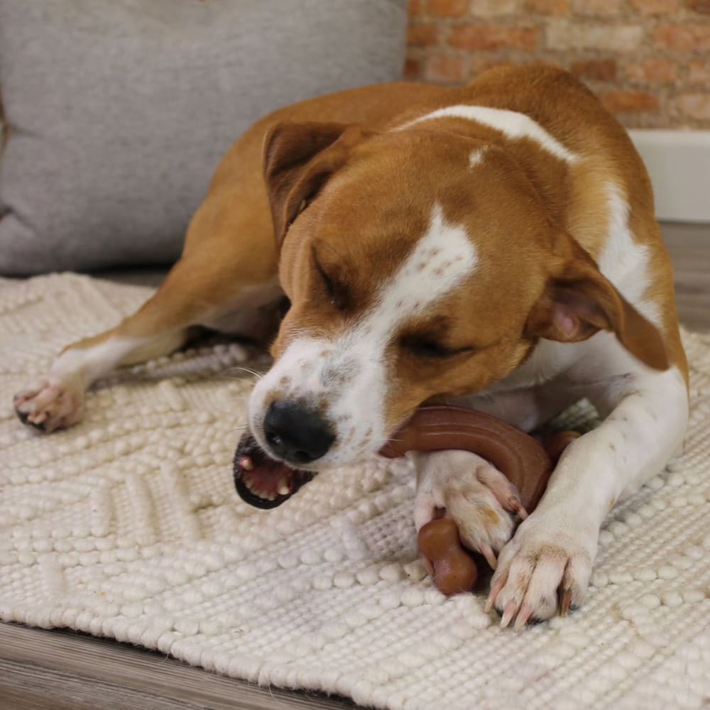 Lifestyle image of Nd1082 Nylabone Gourmet Style Bundle Large