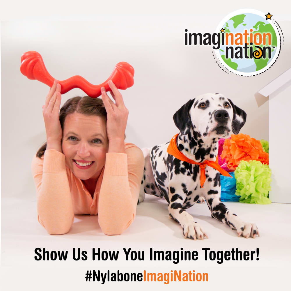 018214853800-nylabone-creative-play-large-springa-tuug-bundle-imaginnation