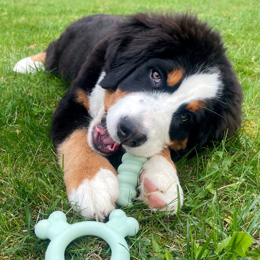 Lifestyle image of Puppy Chew Tactile Ring Chicken