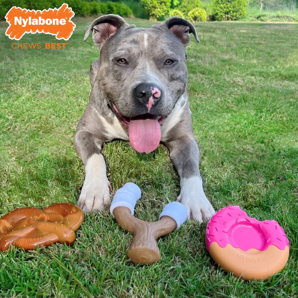 Best toys for a pitbull shop