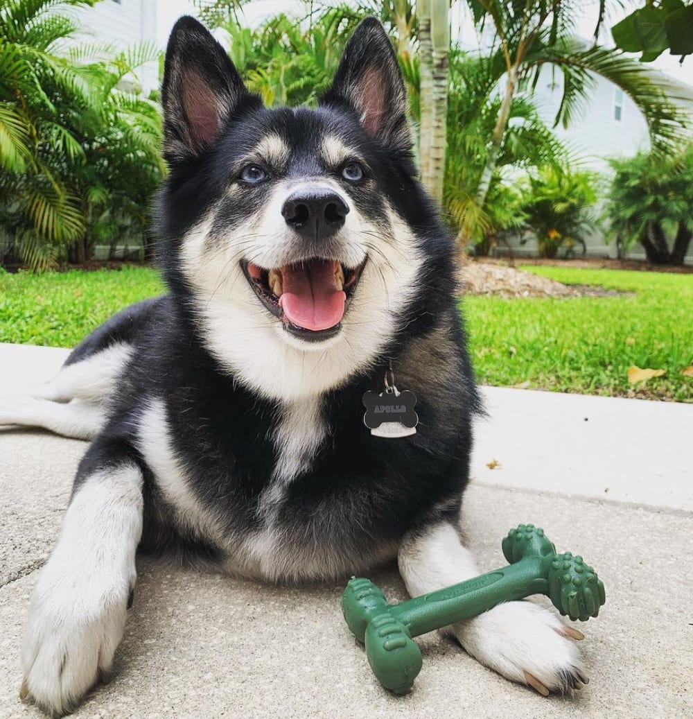 pomeranian husky with easy hold bone
