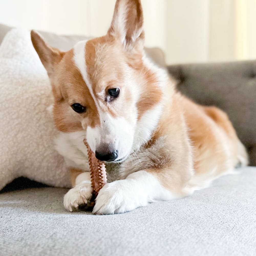 018214854586-nylabone-nubz-meaty-center-4ct-small-lifestyle-copy