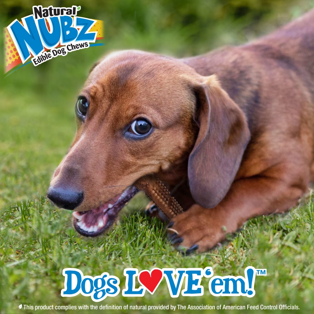 018214854586-nylabone-nubz-meaty-center-4ct-small-lifestyle