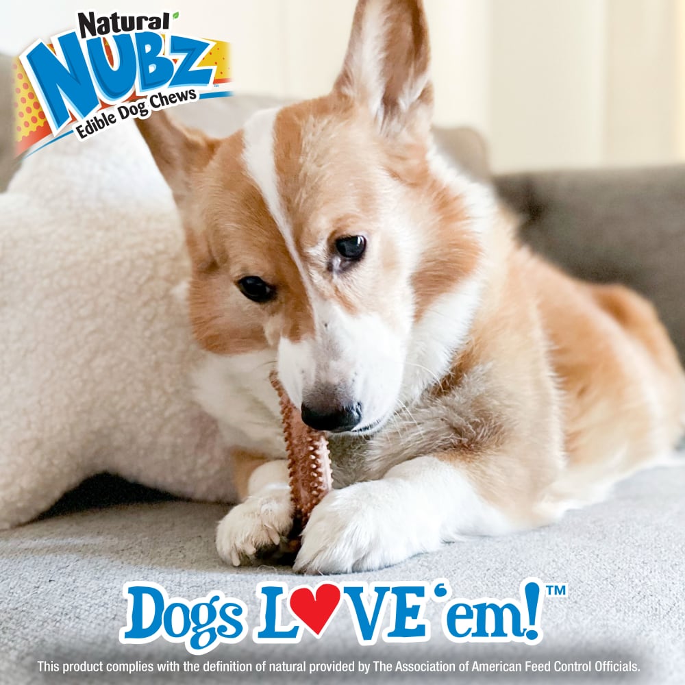 018214854586-nylabone-nubz-meaty-center-4ct-small-lifestyle-copy-2
